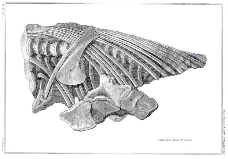 Ichthyosaurtorso