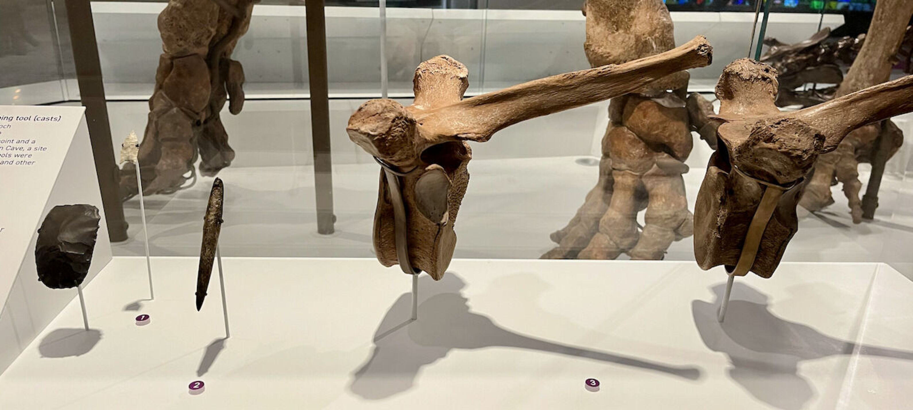 A Clovis point, hide-scraping tool, and bone spear point pictured next to two vertebrae from the spine of an American mastodon, all objects found in Ohio.