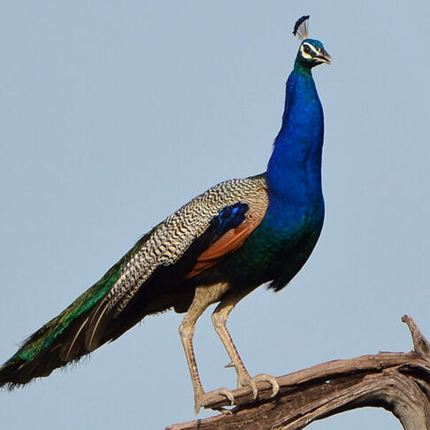 Indian peafowl  © Bhaskar pandeti