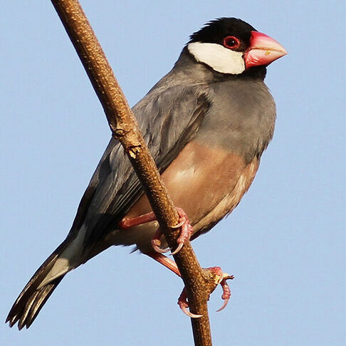 Java sparrow © Daniel Jauvin