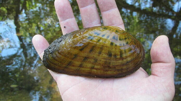 Kidneyshell mussel