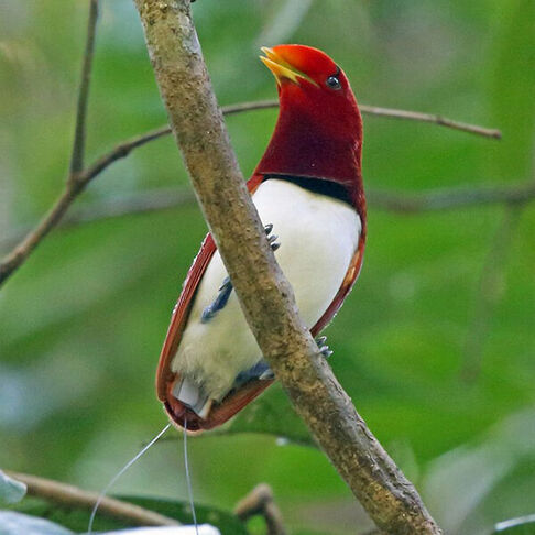 King bird of paradise © Nigel Voaden