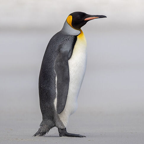 King penguin © Andres Vasquez Noboa