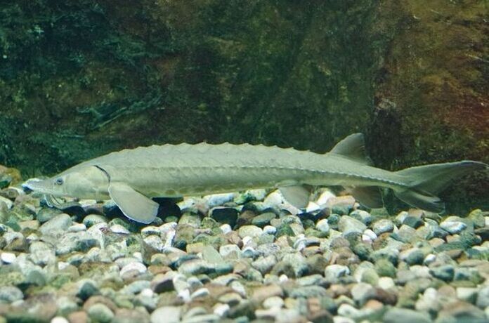 Lake sturgeon