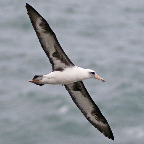 Laysan albatross  © Russ Morgan