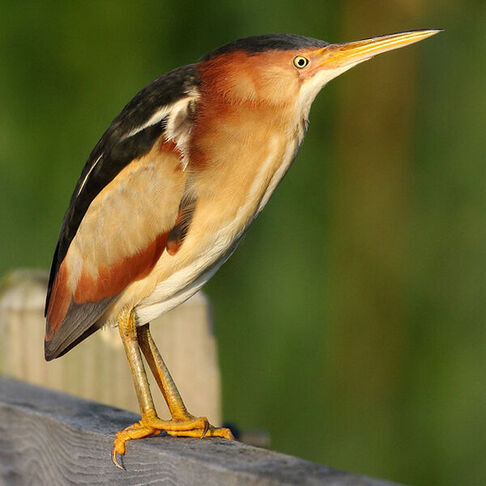 Least bittern © Myles McNally