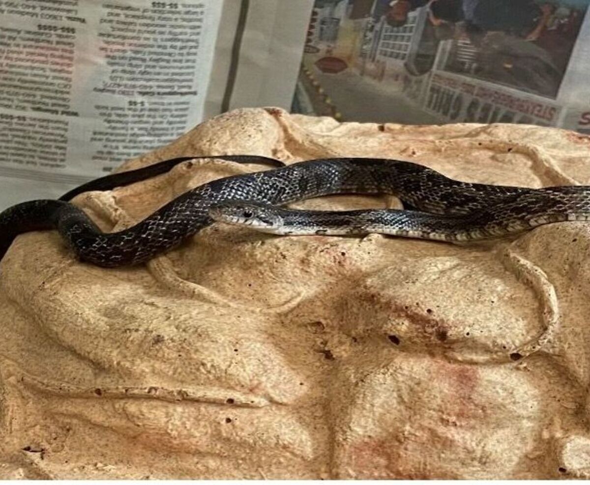 Picture of Linguine, the gray rat snake