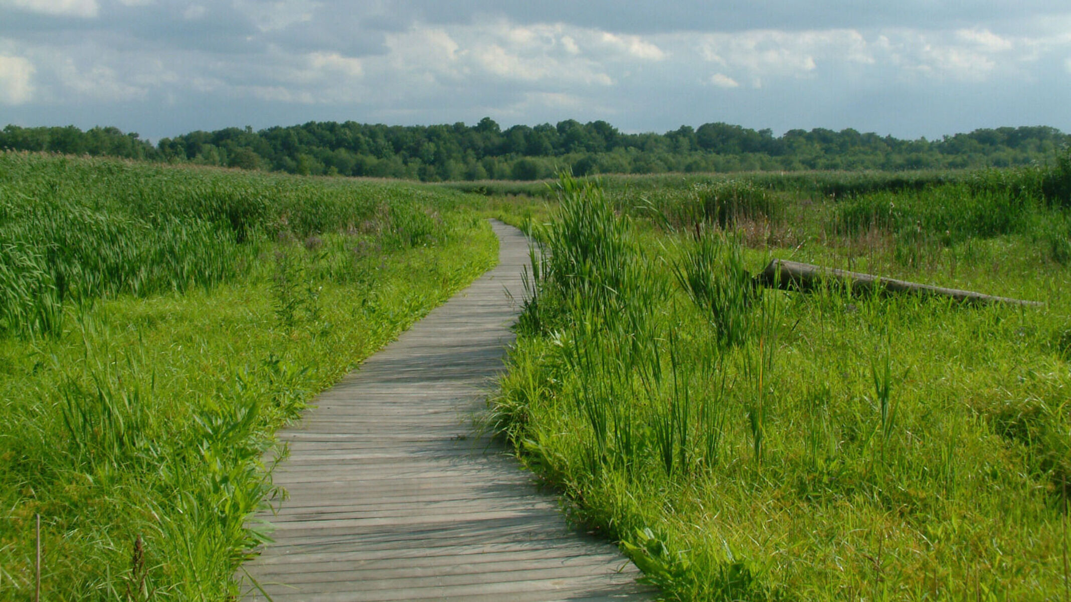 Image of the boardwalk in Mentor Marsh.