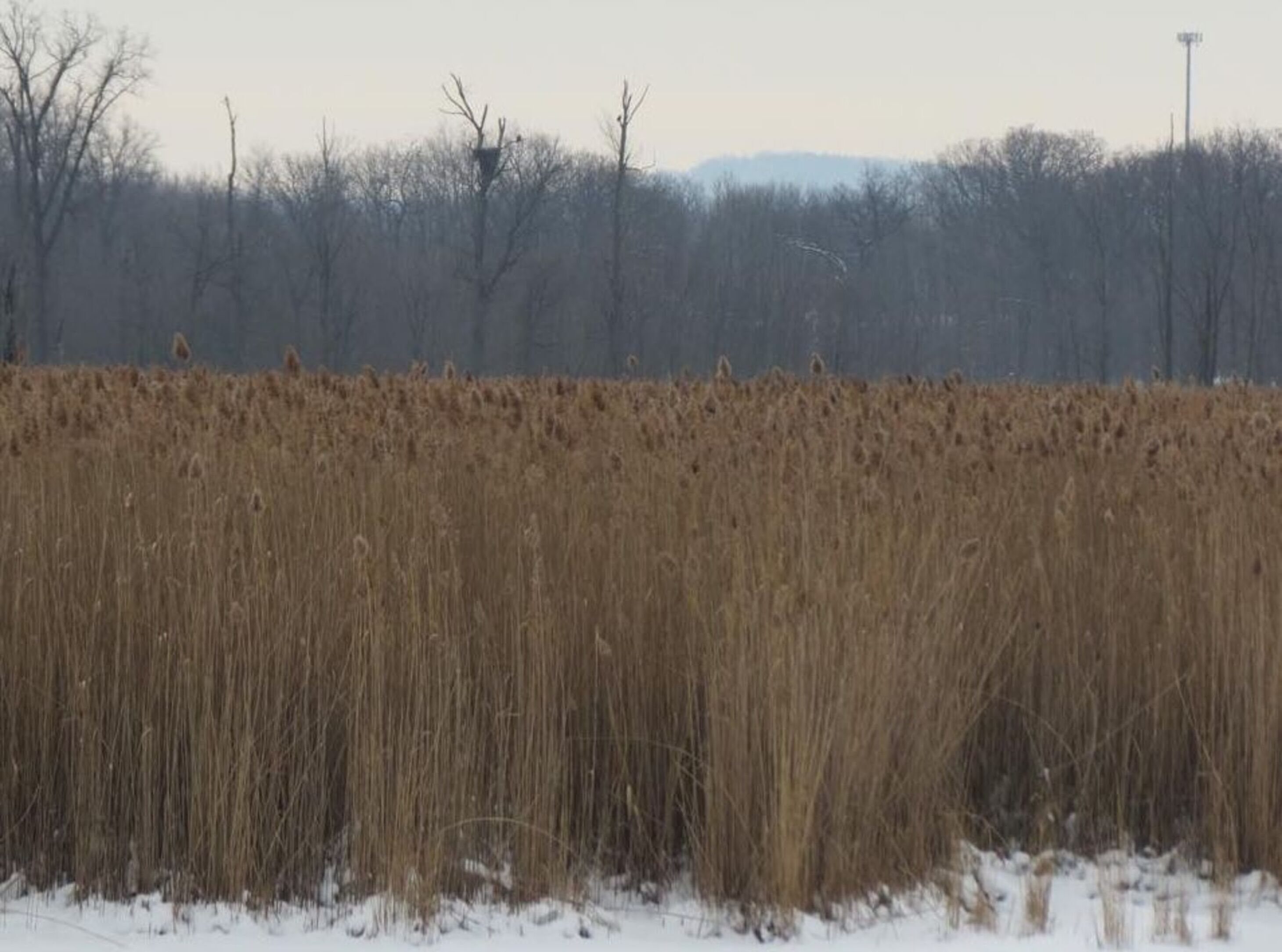 Mentormarshfullofphragmites20182