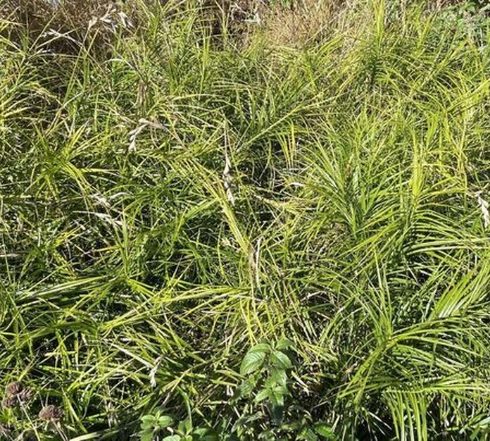 Muskingum sedge