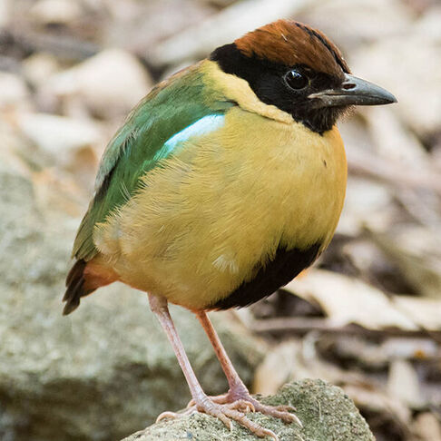 Noisy pitta © Peter Taylor