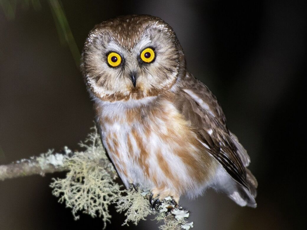 Northern saw-whet owl