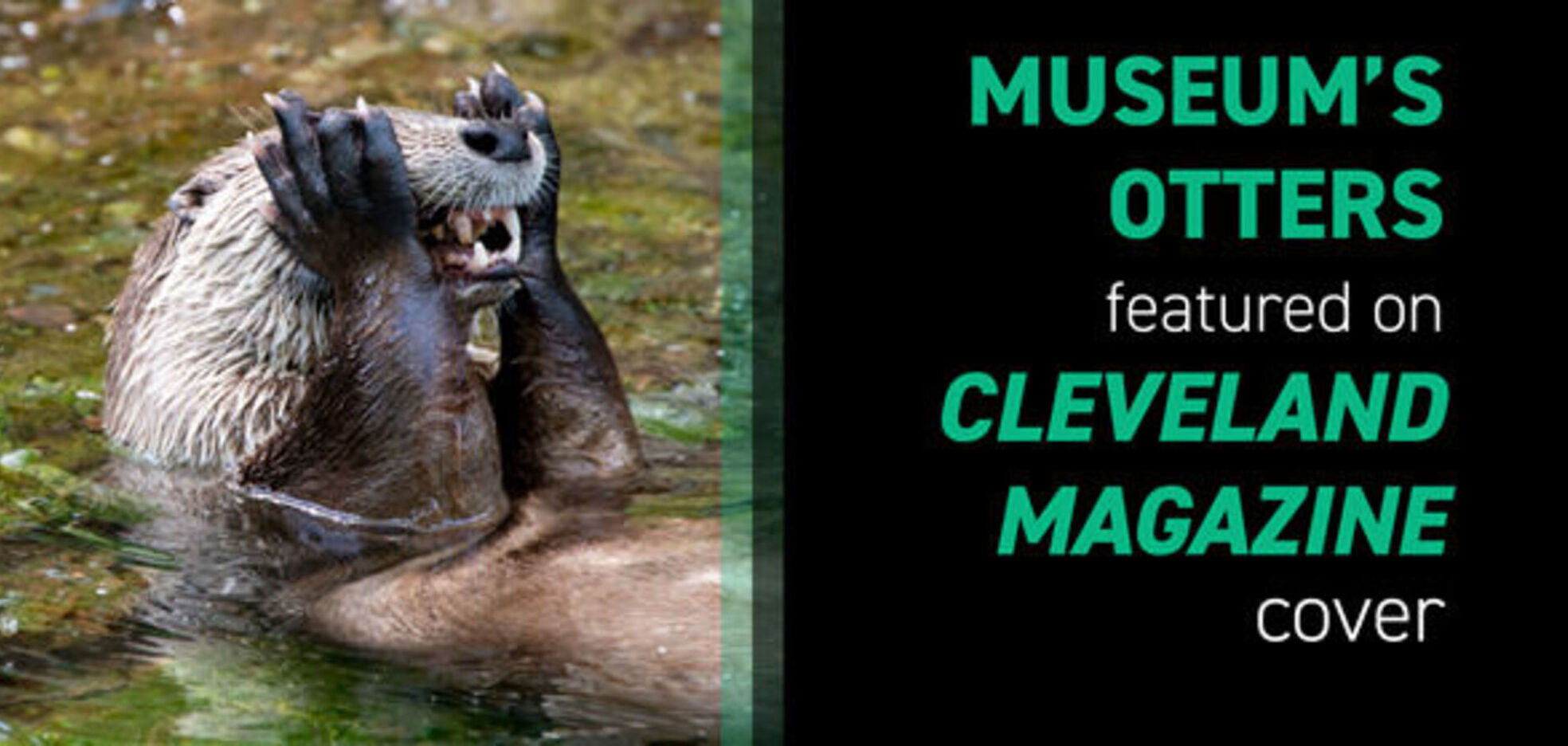 Otters on cleveland magazine cover web bannersweb banner1030x4801