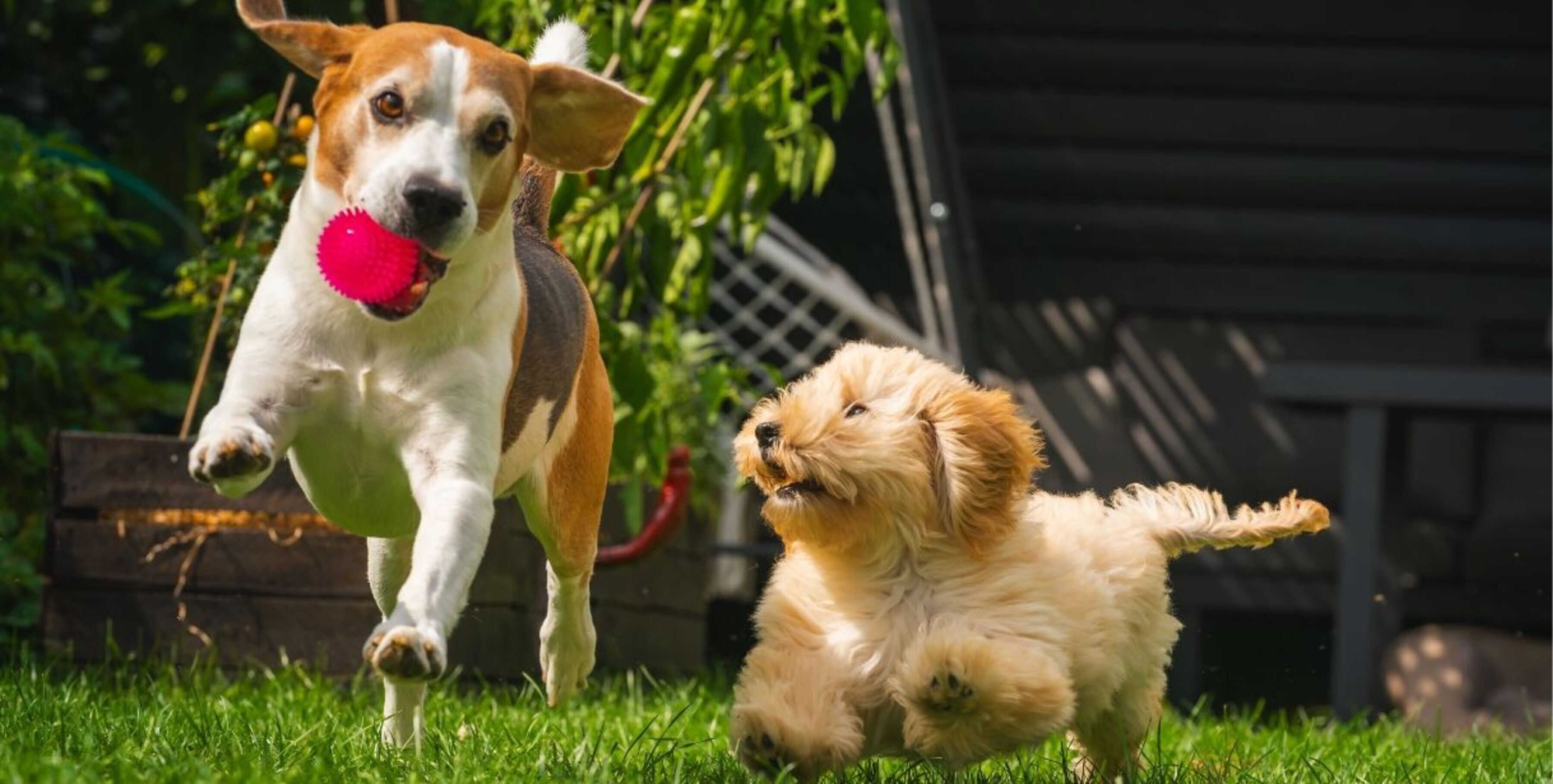 Two dogs playing in grass. One has a small red ball in its mouth.