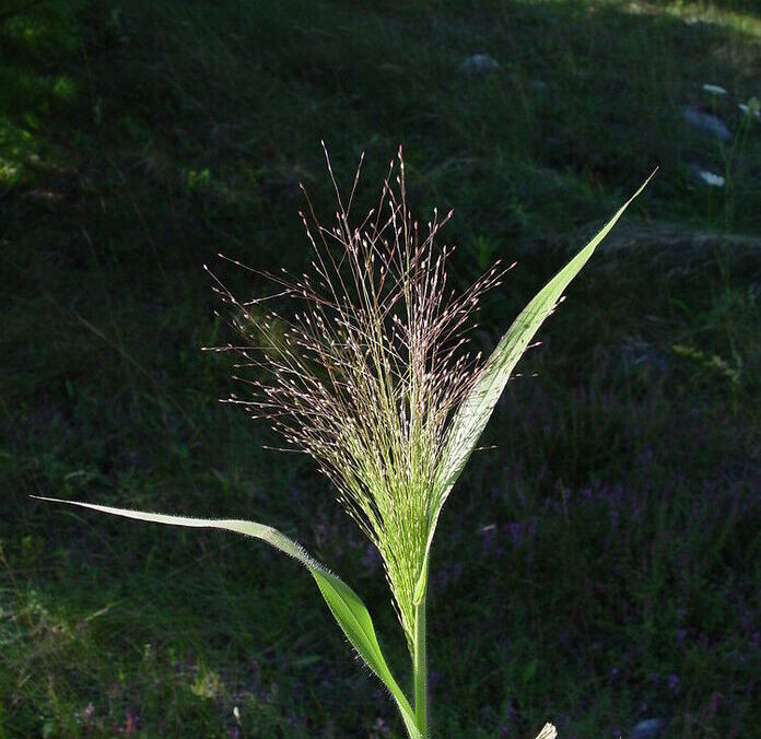 Philadelphia panicgrass