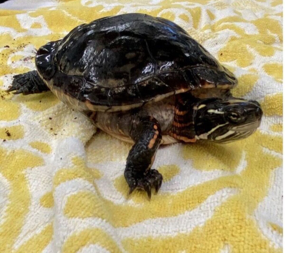 PicassoPicture of Picasso, the painted turtle