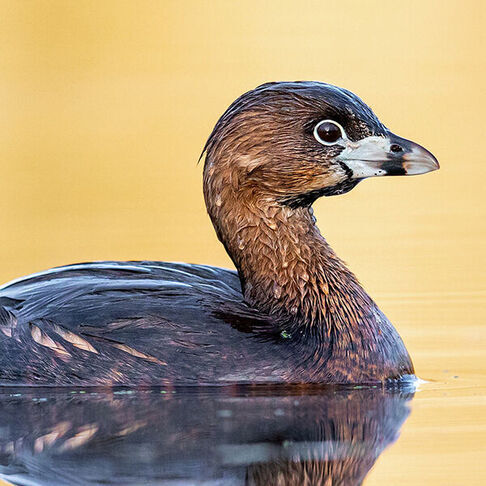 Pied billed grebe © Brad Imhoff