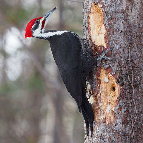 Pileated woodpecker  © Thierry Grandmont