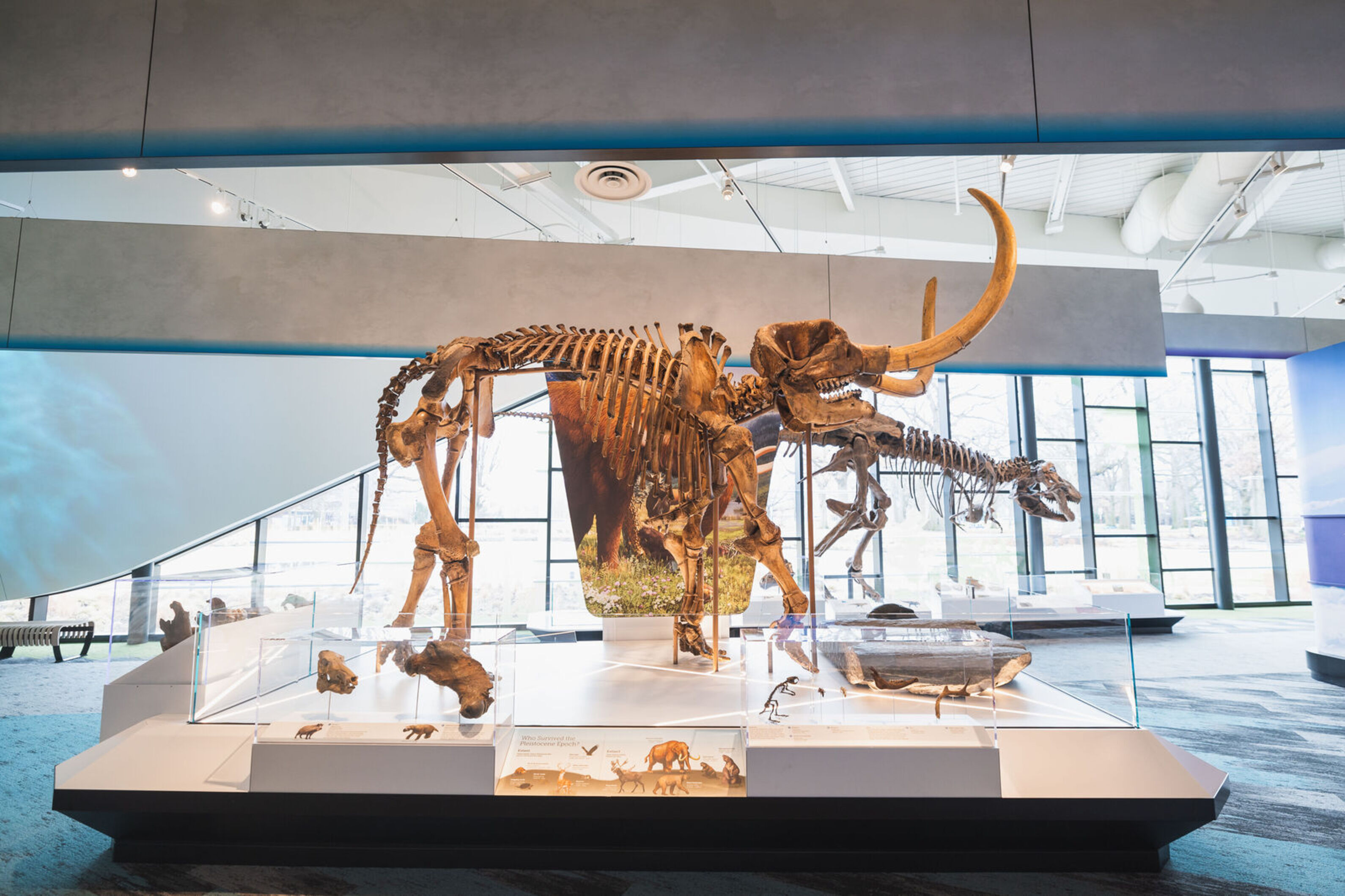 Mastodon pictured in the Cleveland Museum of Natural History's Dynamic Earth Wing.