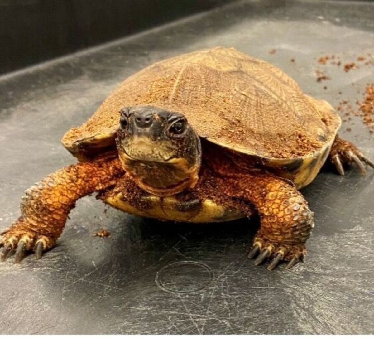 Picture of Princess Peach, the wood turtle