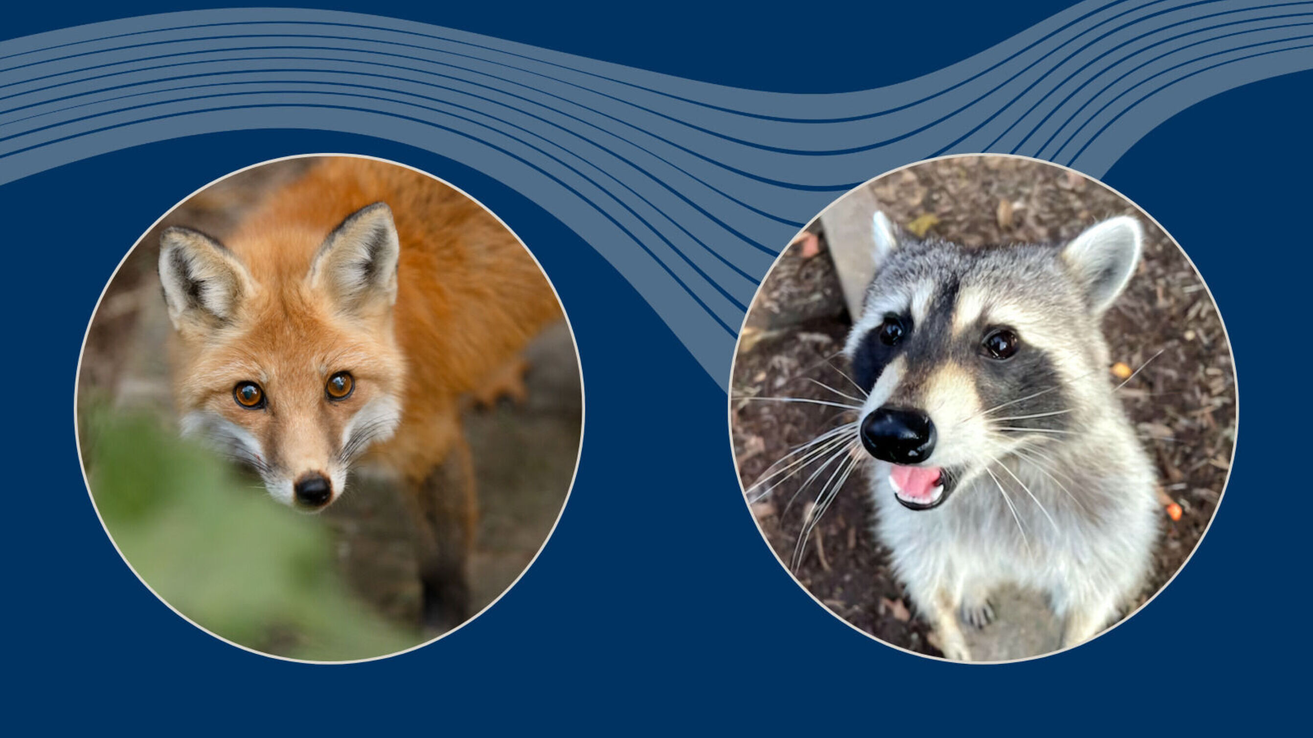 Racconfoxgraphic
