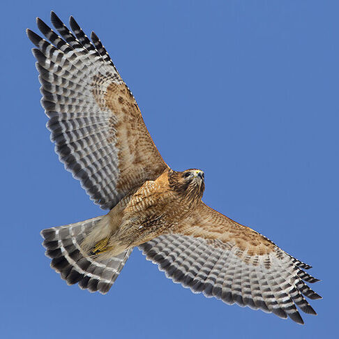 Red shouldered hawk © Bob MacDonnell