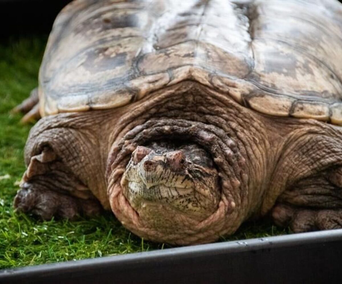 Picture of King Kooba, the common snapping turtle