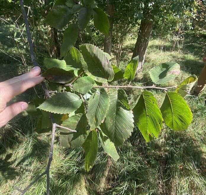 Rock elm leaves