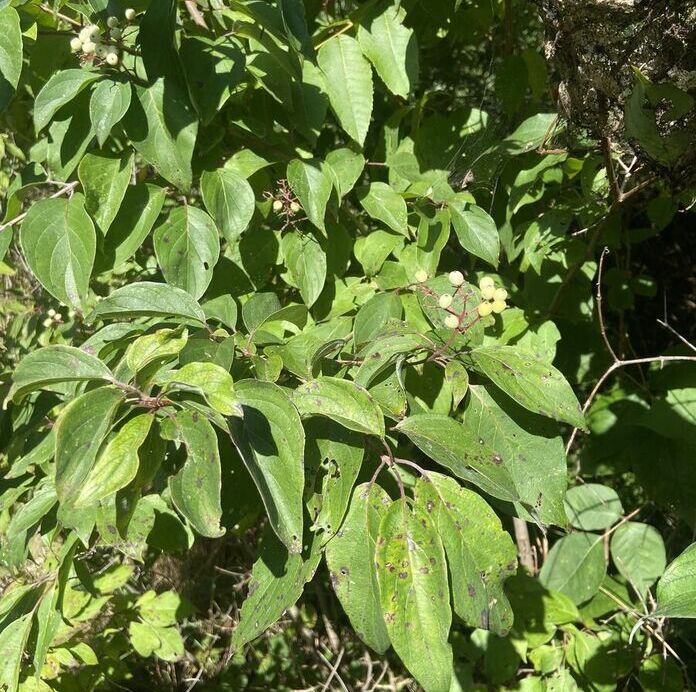 Rough-leaved dogwood