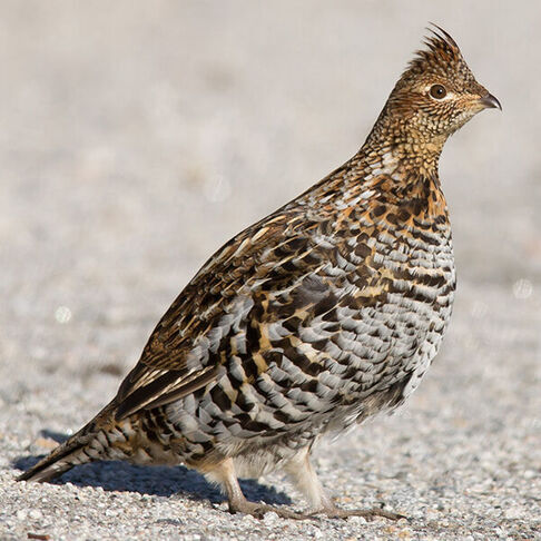Ruffed grouse © Alix d'Entremont