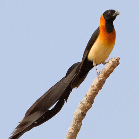 Sahel paradise whydah © Mattias Hofstede