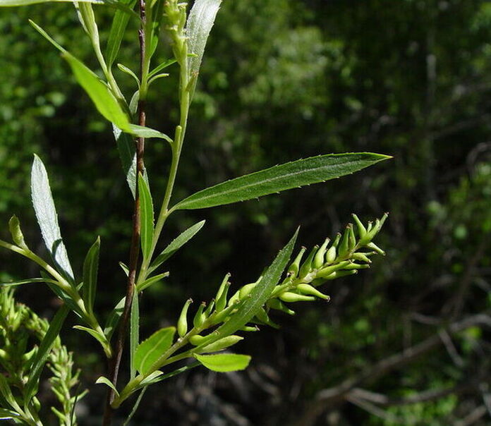 Sandbar willow