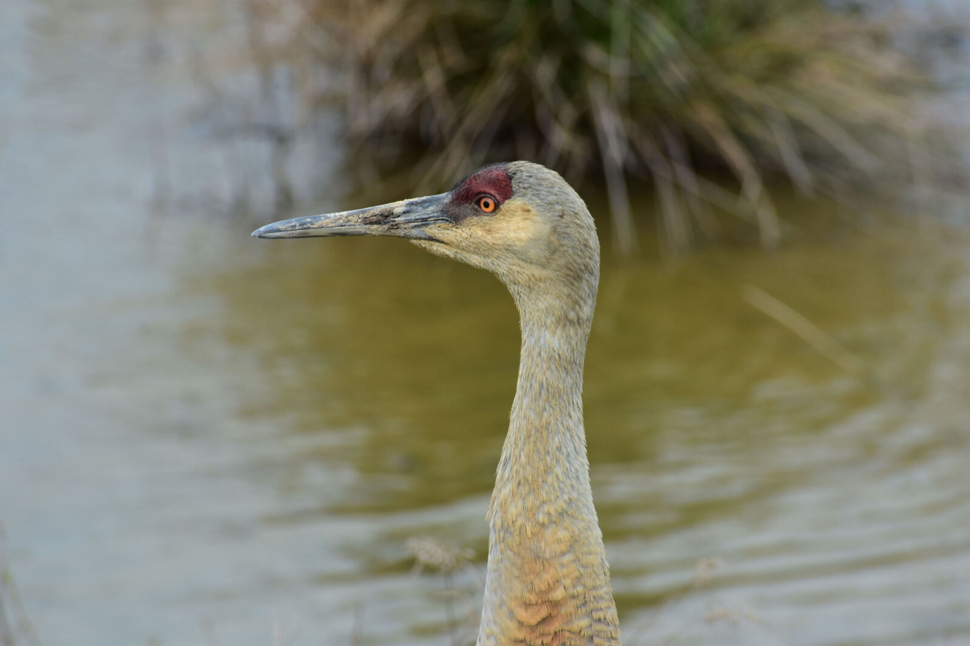 Close-up of a sandhill crane