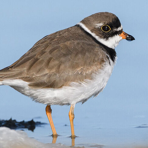 Semipalmated plover © Darren Clark