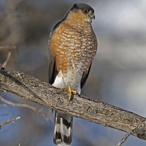 Sharp shinned hawk © David McQuade