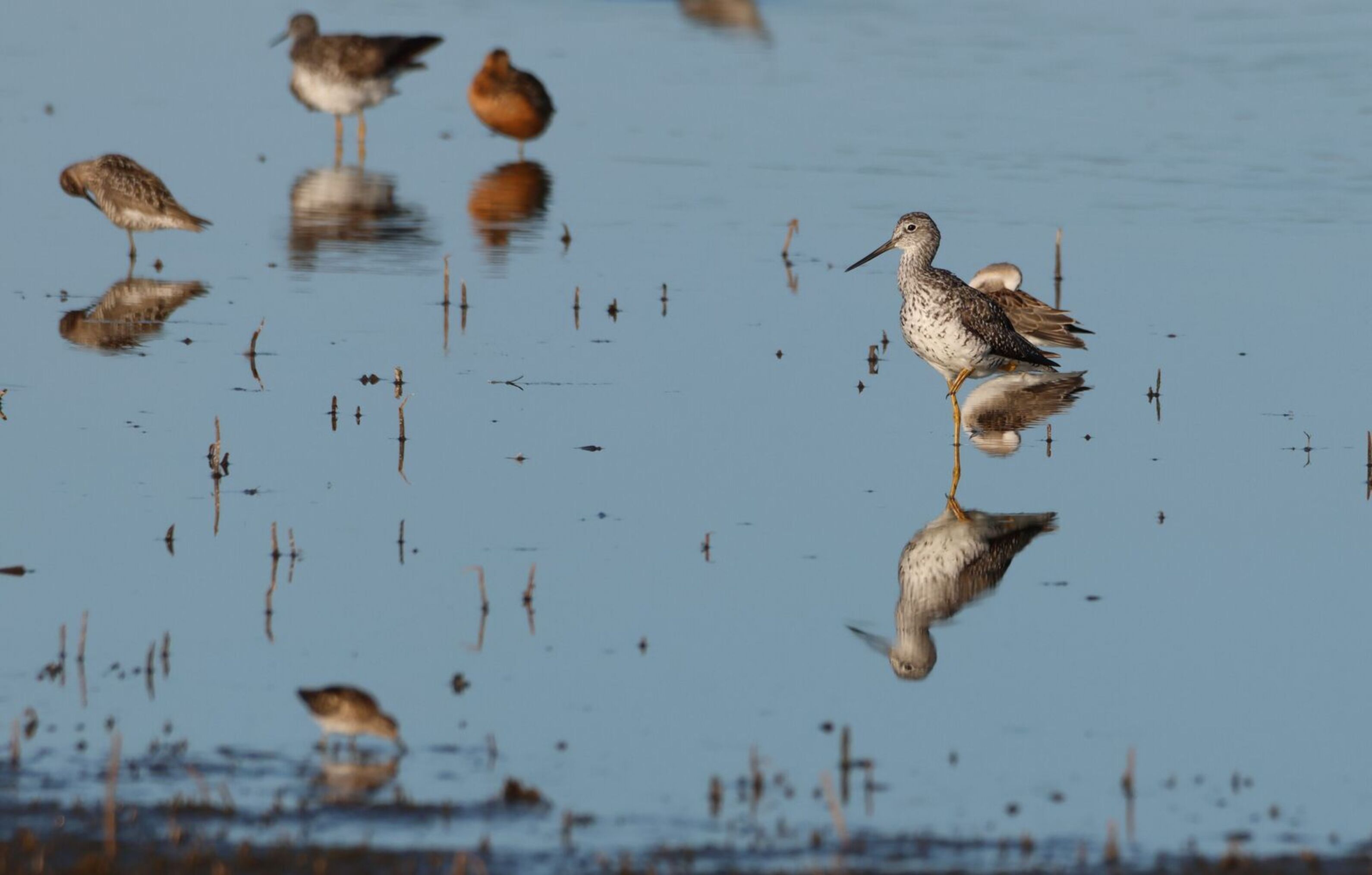 Group of shorebirds in shallow water with a  greater yellowlegs in the center of the image