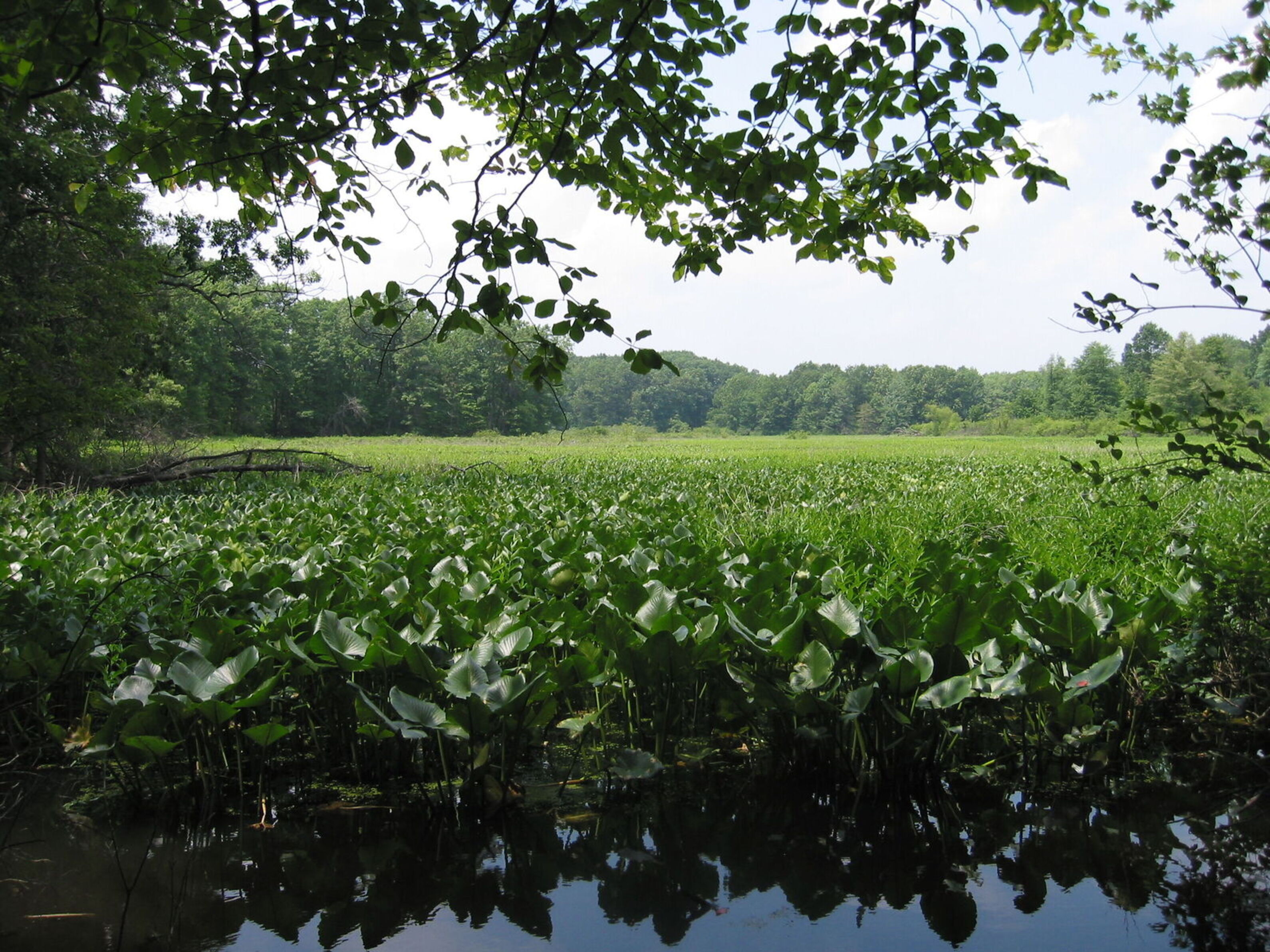 Image of Singer Lake Bog, one of the Museum's protected natural areas