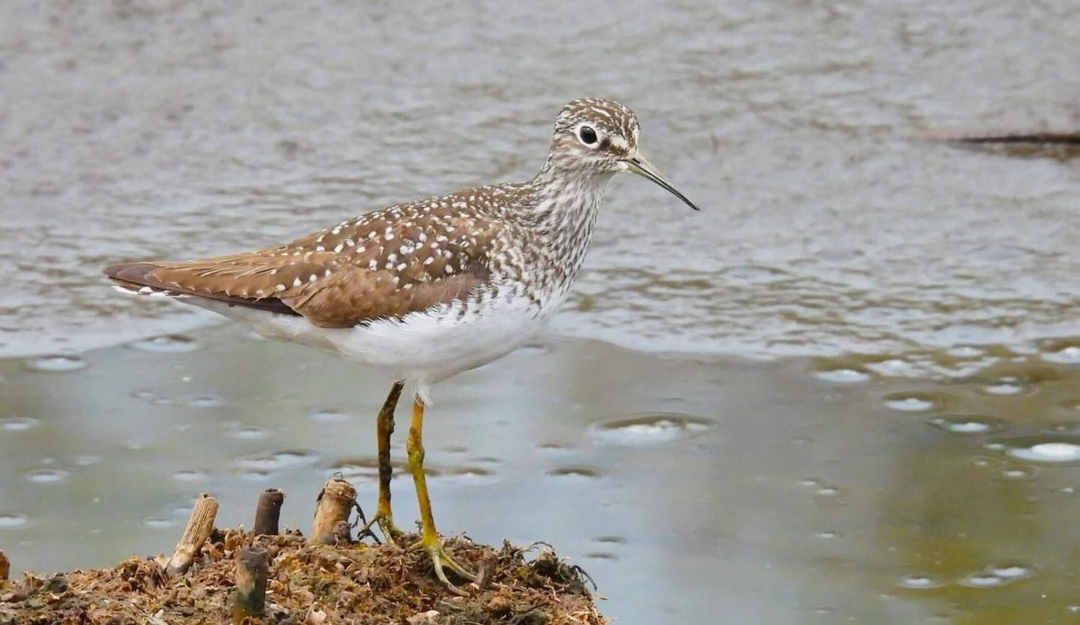 Solitary sandpiper perches in the Museum's natural areas. Photo: Nan Patrick