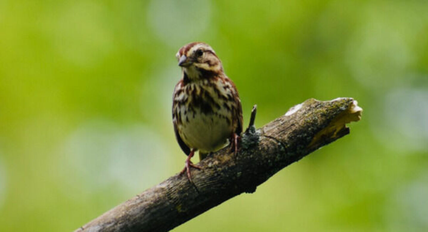 Song sparrow