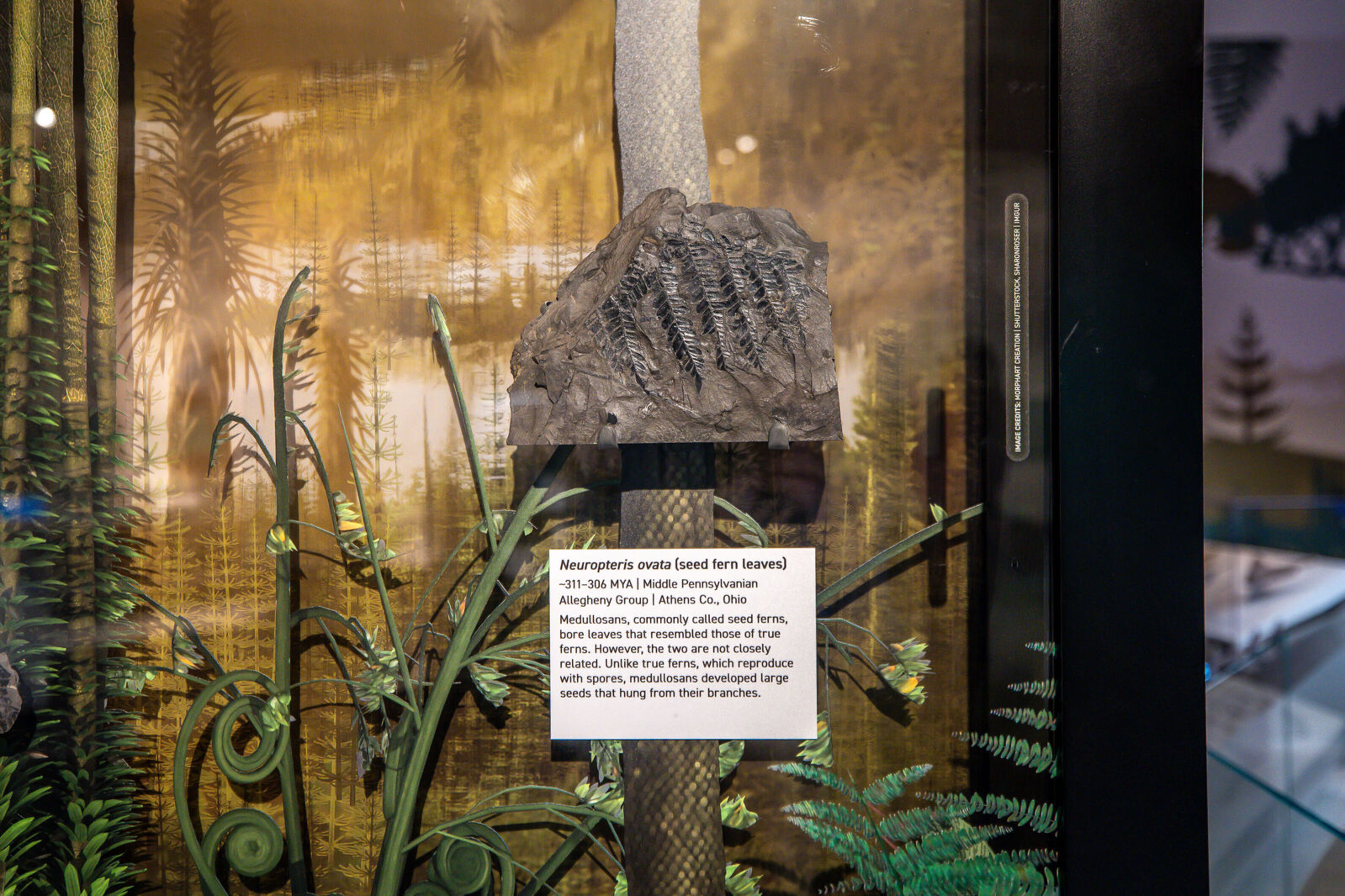 Fossil of Neuropteris ovata, an ancient seed fern, found in the Evolving Life Wing.