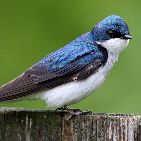 Tree swallow © Max Nootbaar