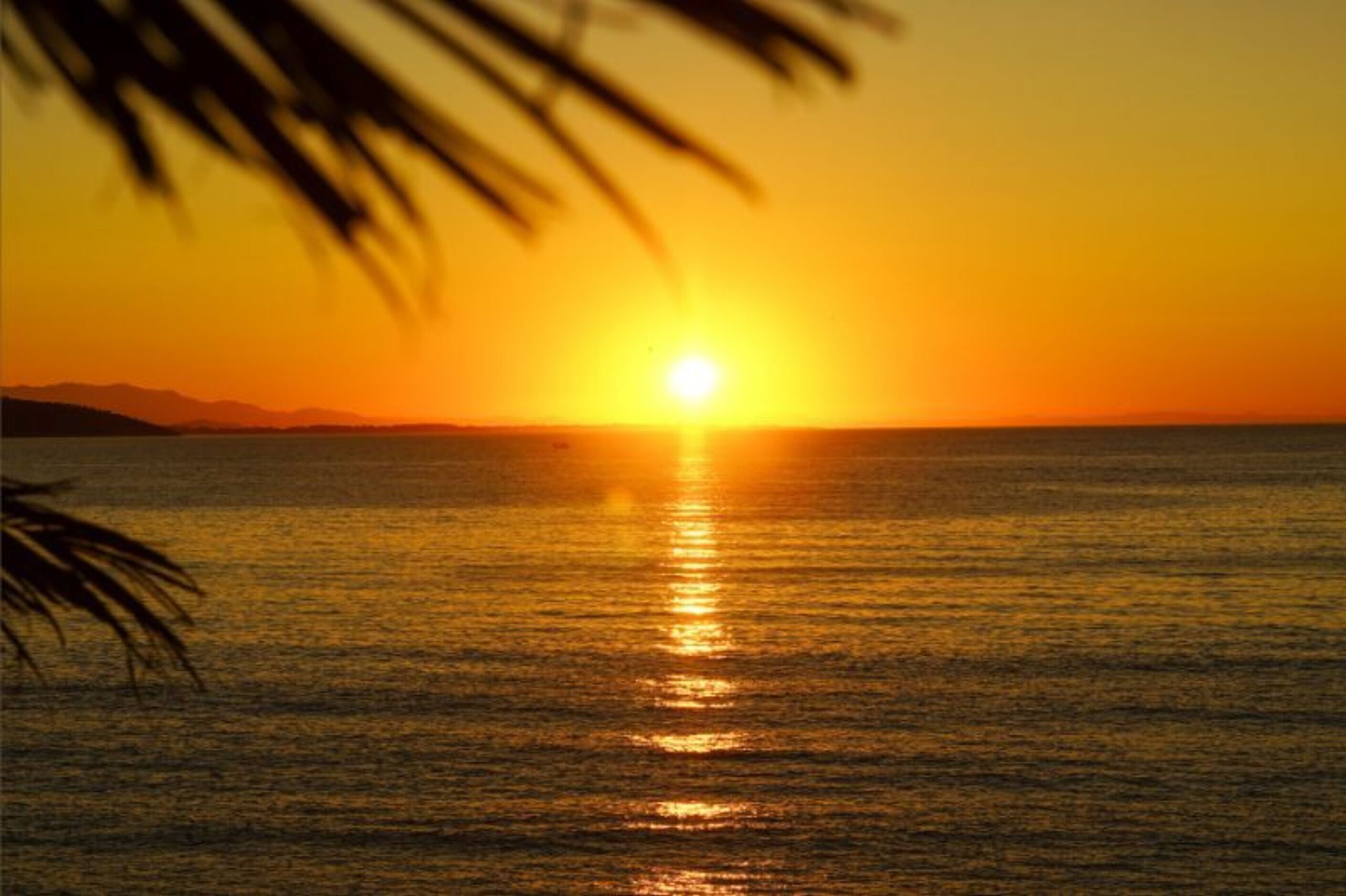 Sunset in sky over ocean with edges of palm tree in top left corner