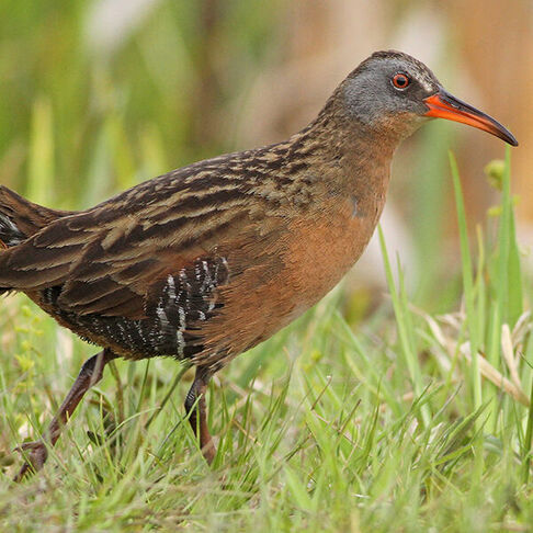 Virginia rail © Evan Lipton