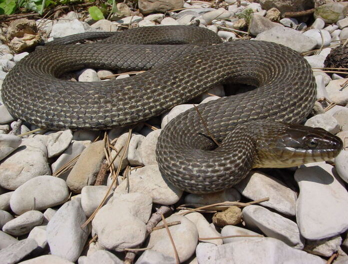 Watersnake