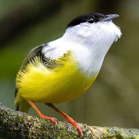 White collared manakin © Andres Vasquez Noboa