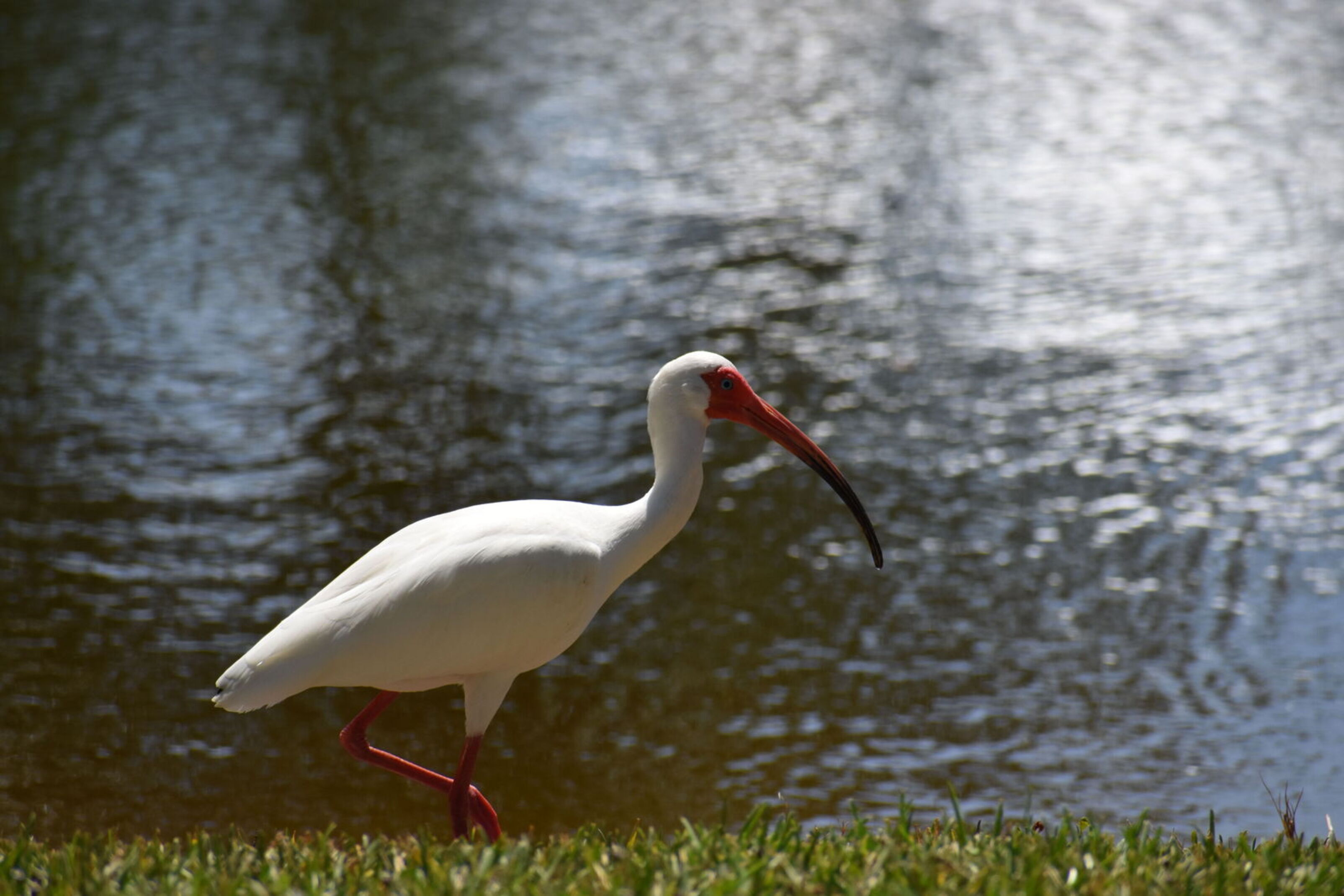 A white ibis wades on the shore of a body of water.