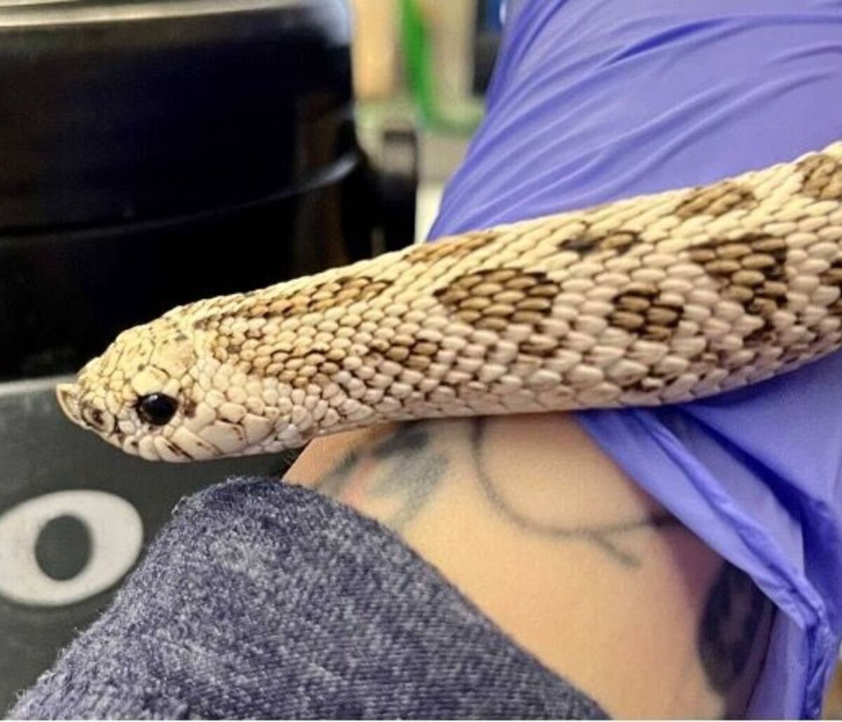Close up picture of One-Eyed Willie, the western hognose snake