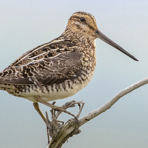 Wilson's snipe © Bryan Calk