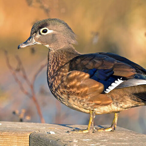 Wood duck female © Epi Shemming