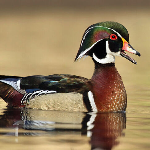 Wood duck (male) © Ryan Schain
